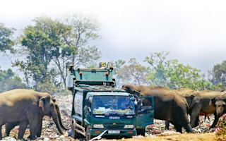 Elephants await the arrival of garbage trucks