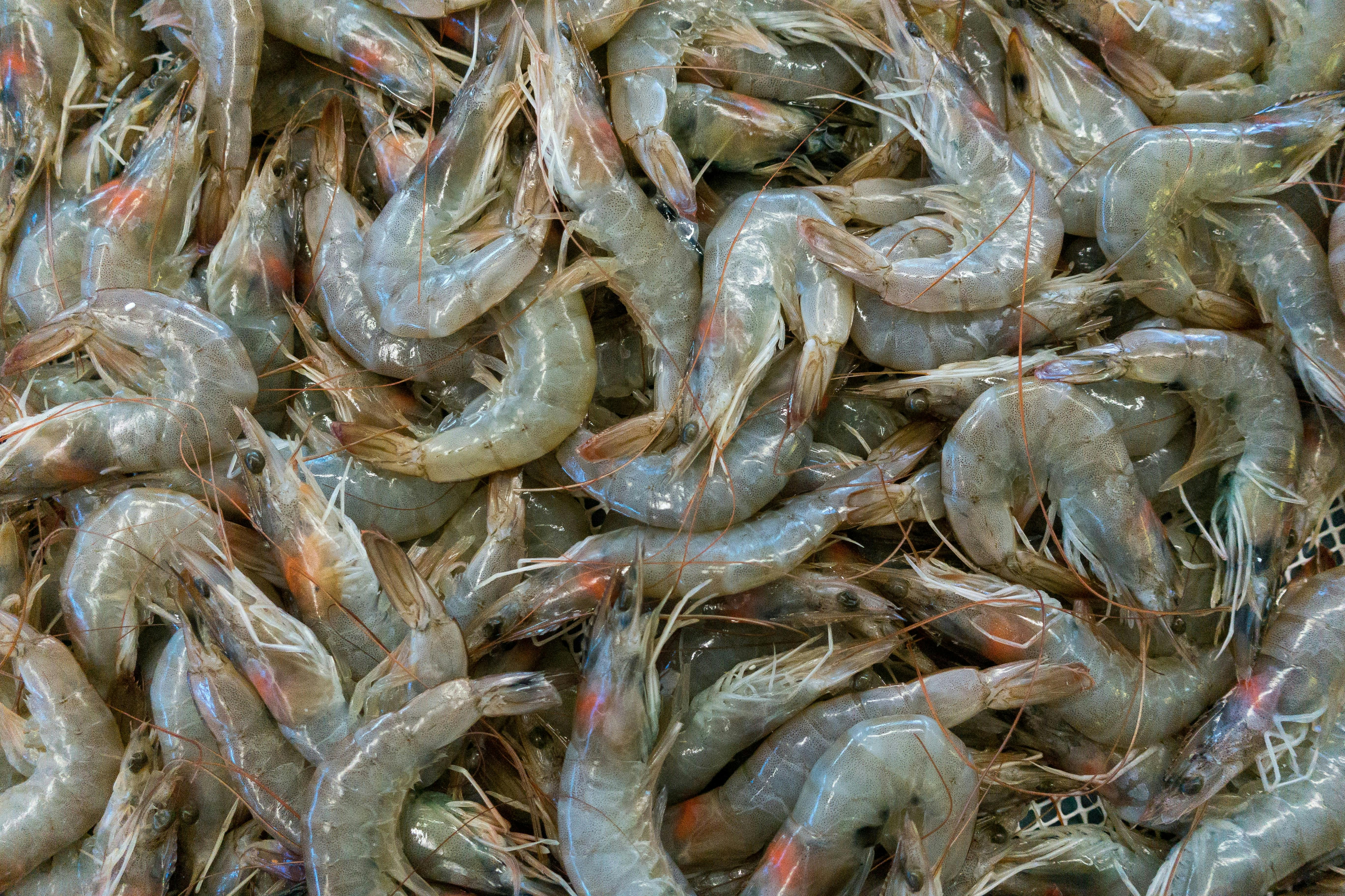 Shrimp_Farming_Poverty_Inequality