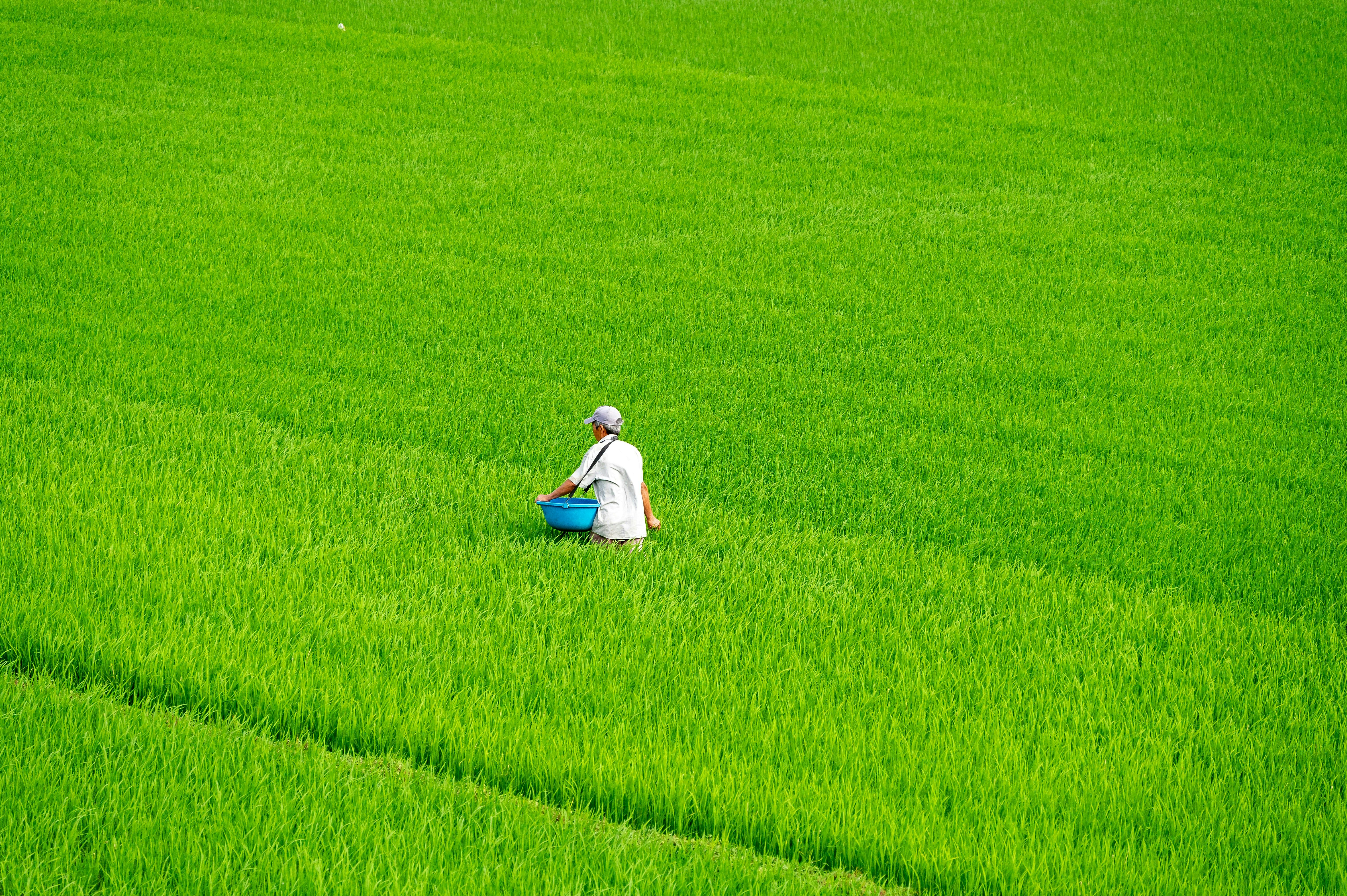 A farmer putting fertiliser in a rice field in Central Vietnam