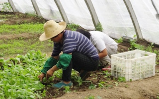 organic vegetable farmer in China