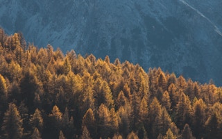 generic forests image