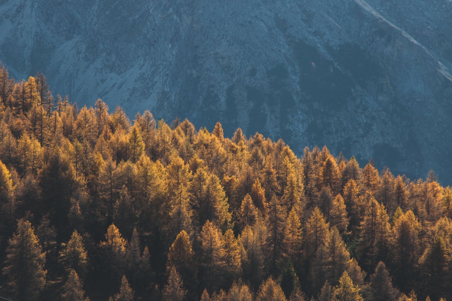 generic forests image