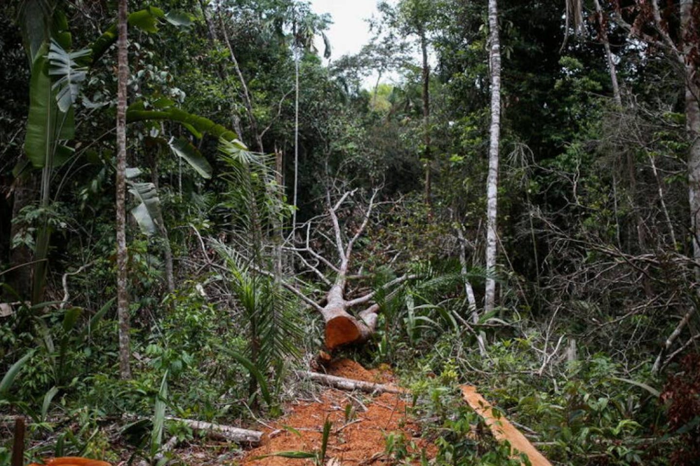 forest warning system