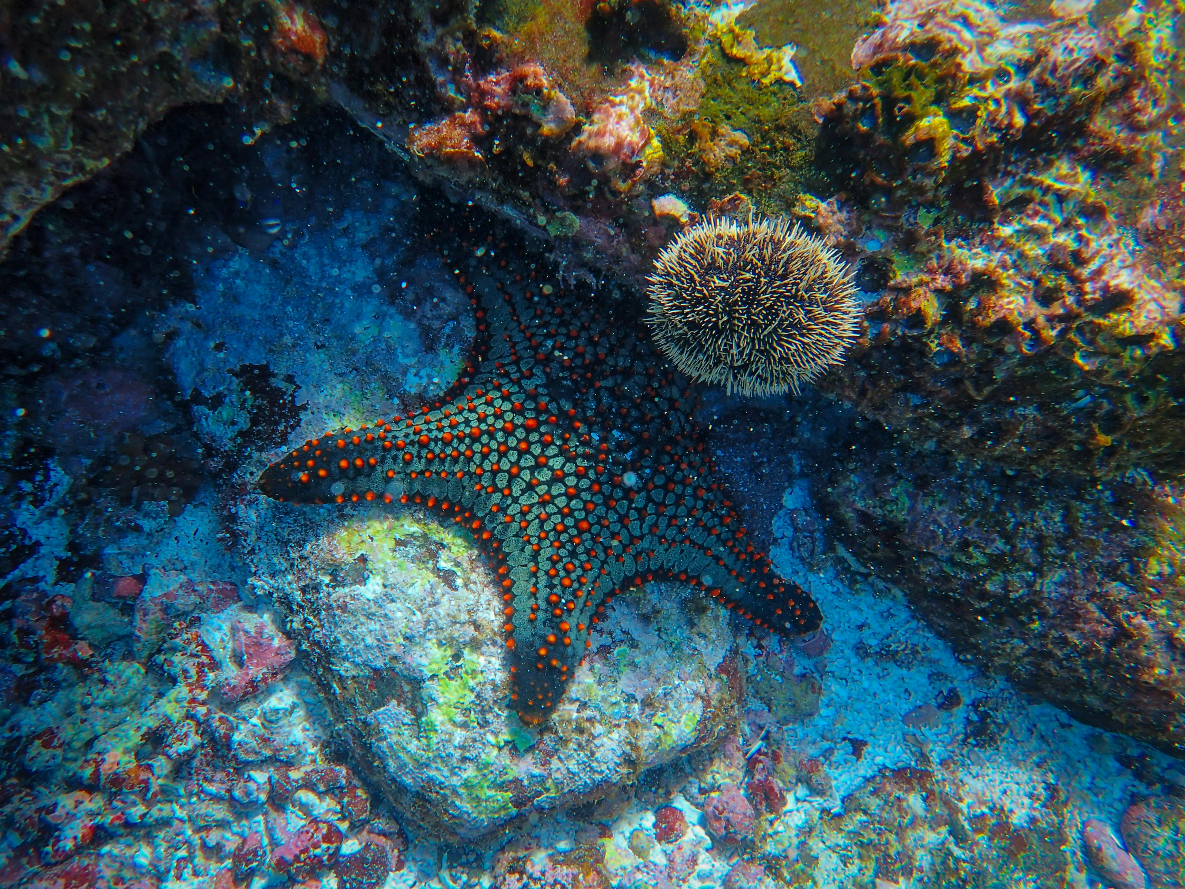 Starfish_Reef_Ocean_Food_Chain