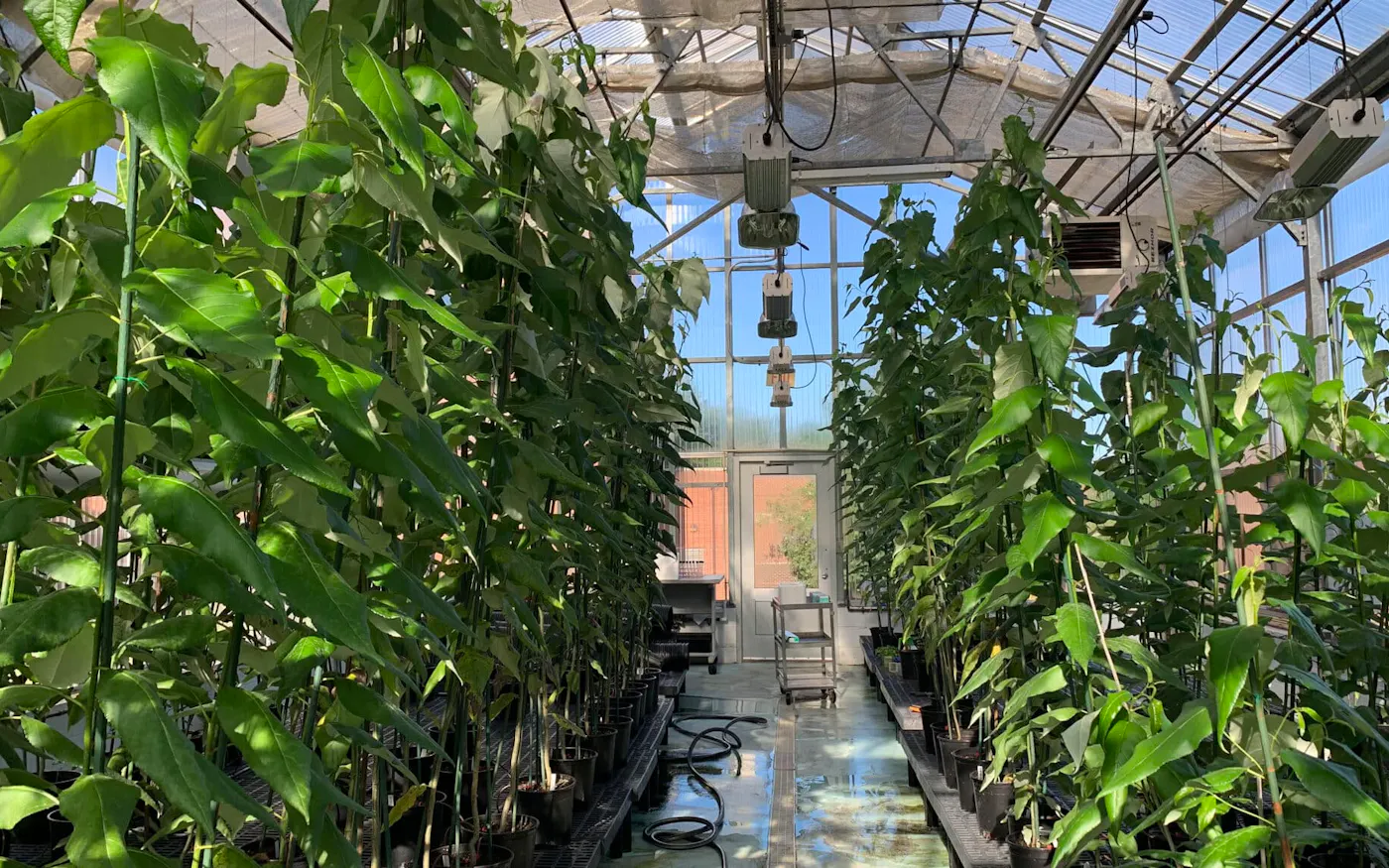 Scientists propose genetically modified trees to green wood pulp ...