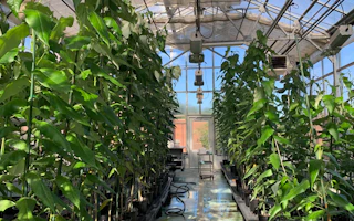 Scientists propose genetically modified trees to green wood pulp ...