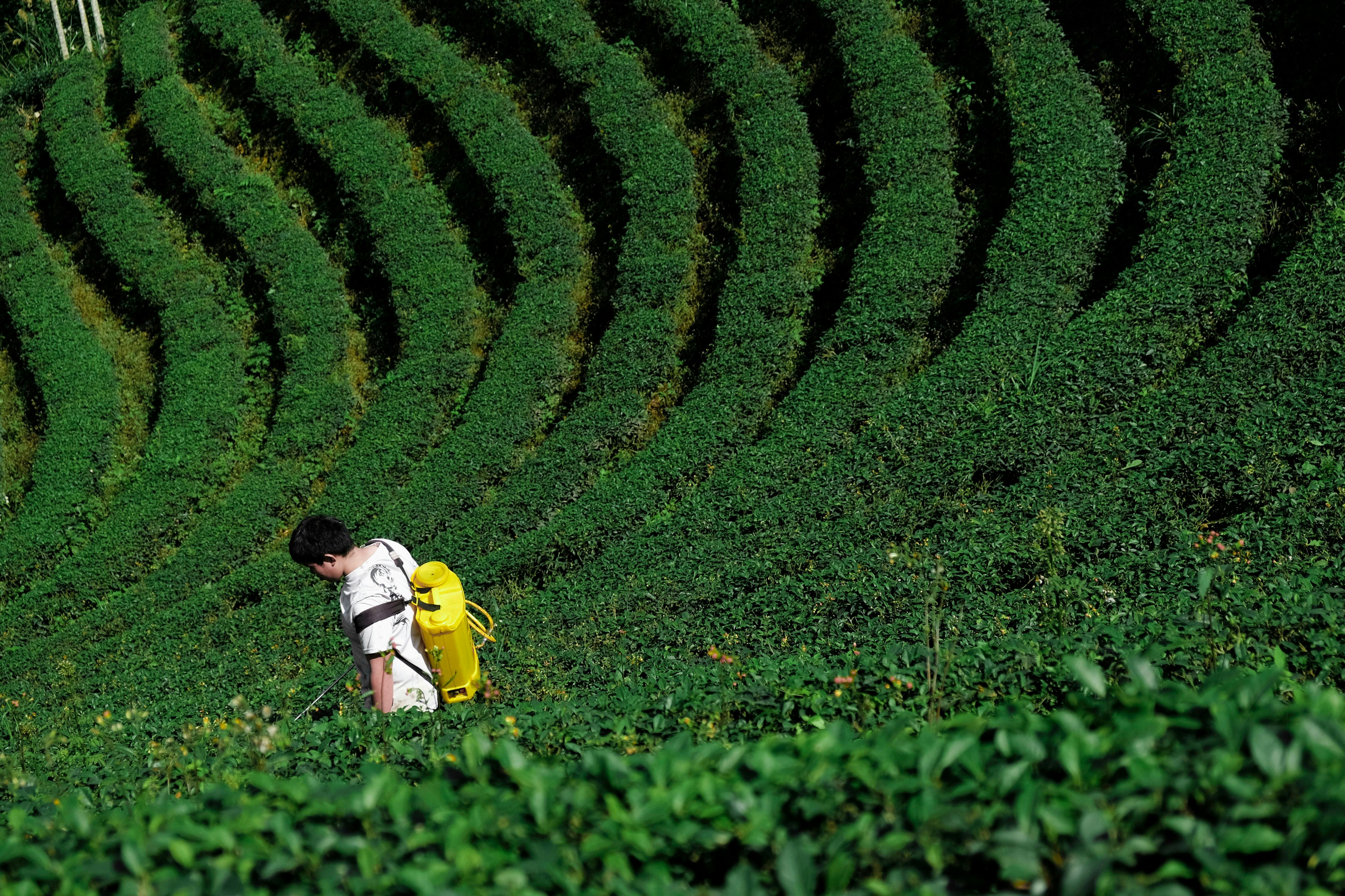Teafarmer_Spray_Taiwan