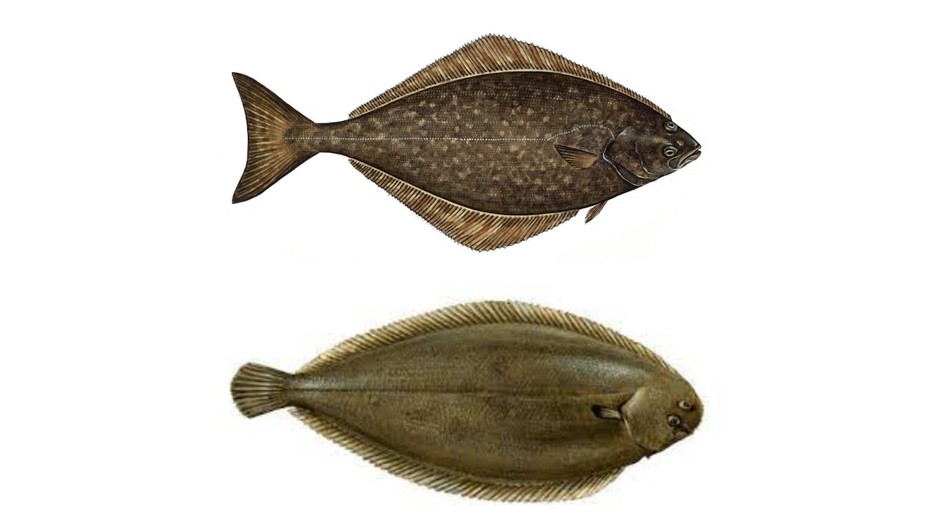 halibut vs sole fish