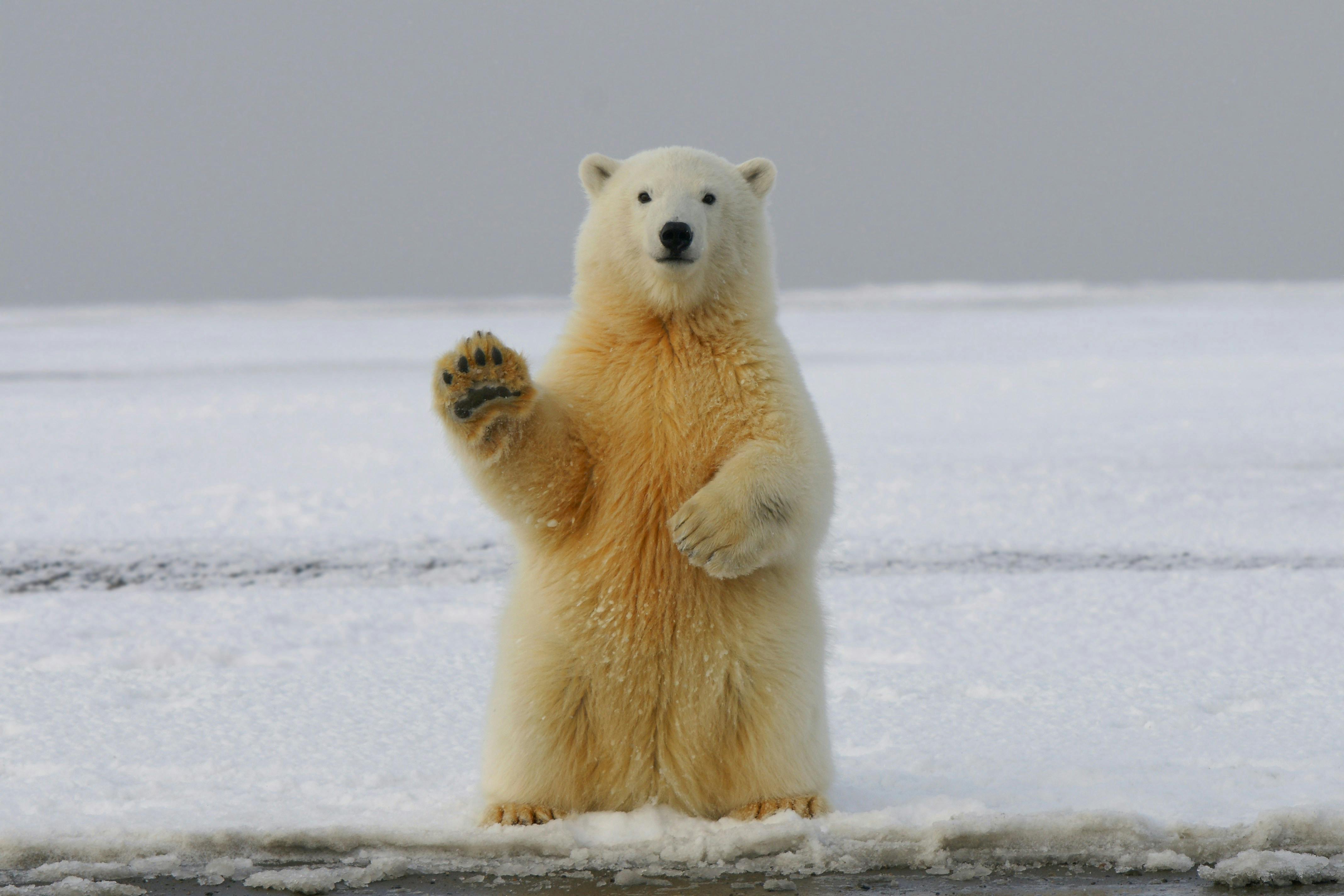 Wildlfie_Photography_Polar_Bear