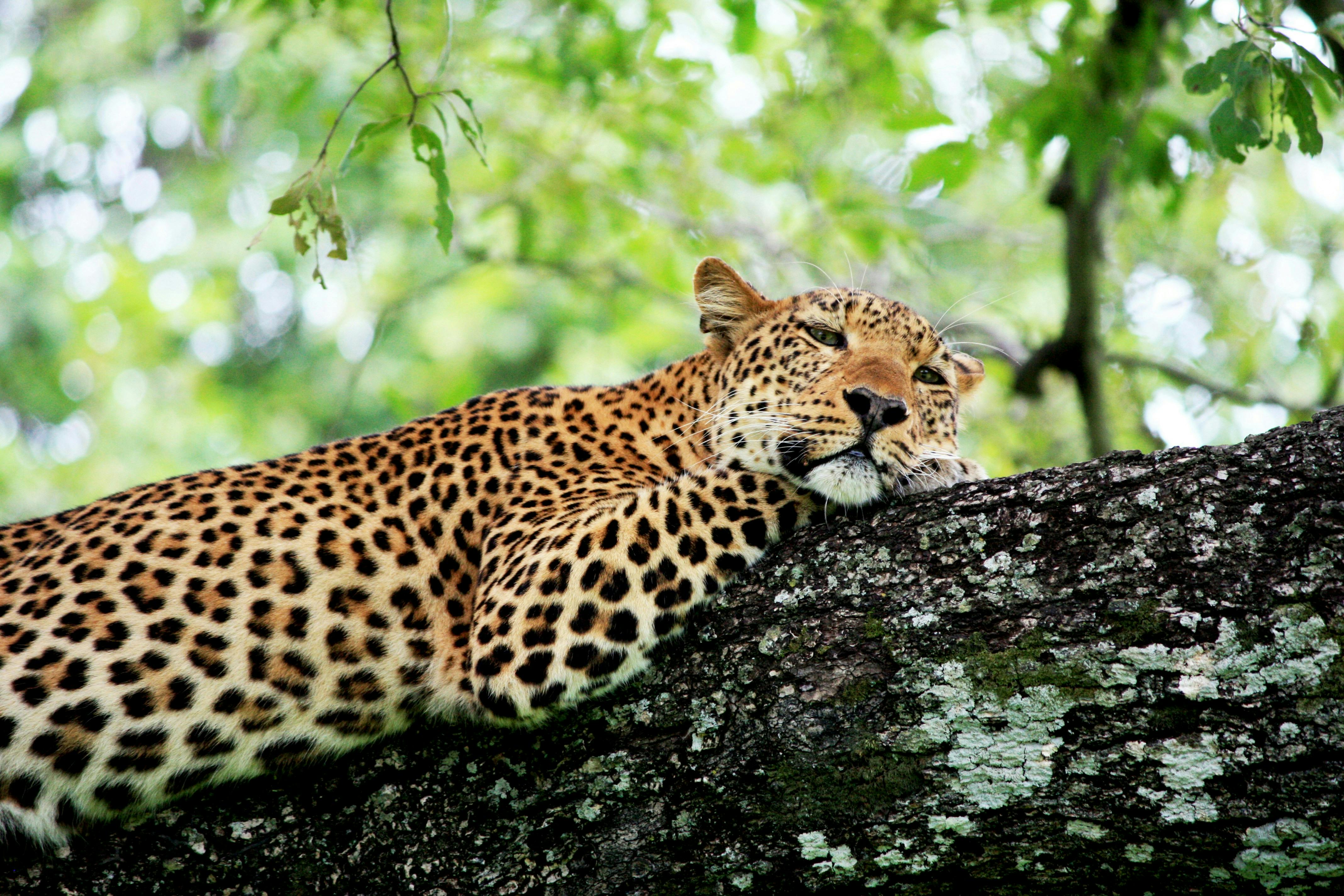 Jaguar_Biodiversity_Credits