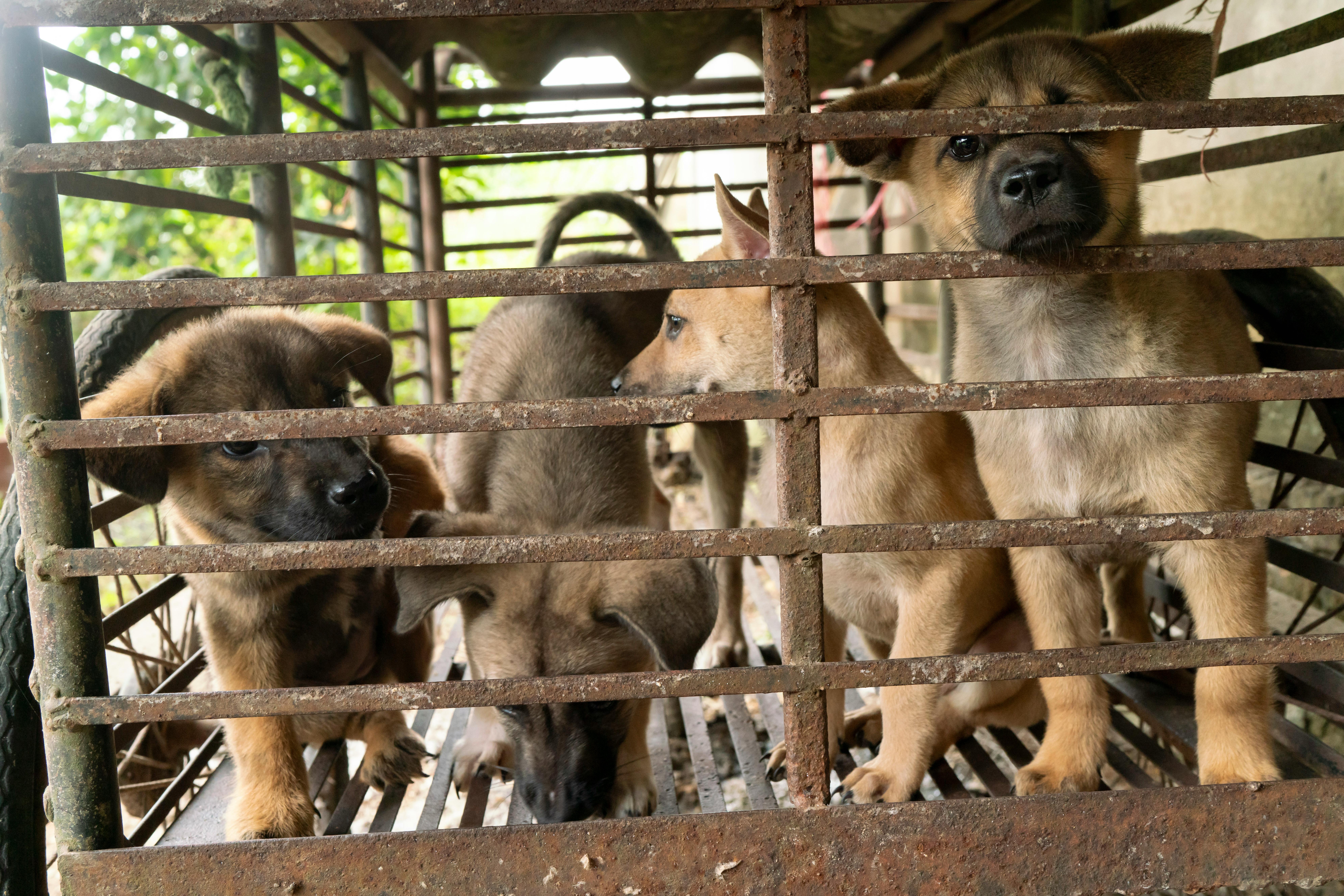 Dogs kept in cages before slaughter in Vietnam