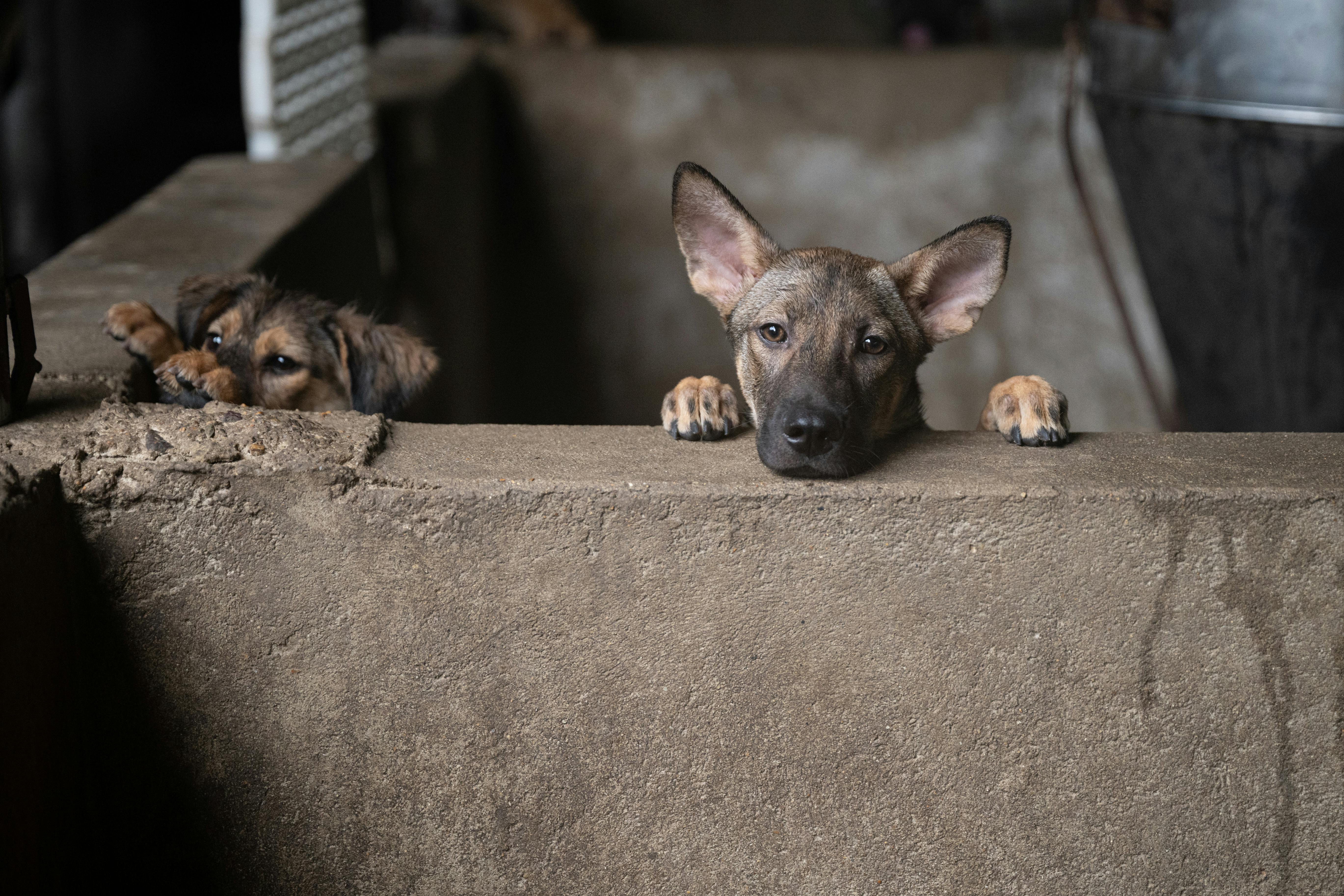 Dogs in a dog meat farm in Vietnam