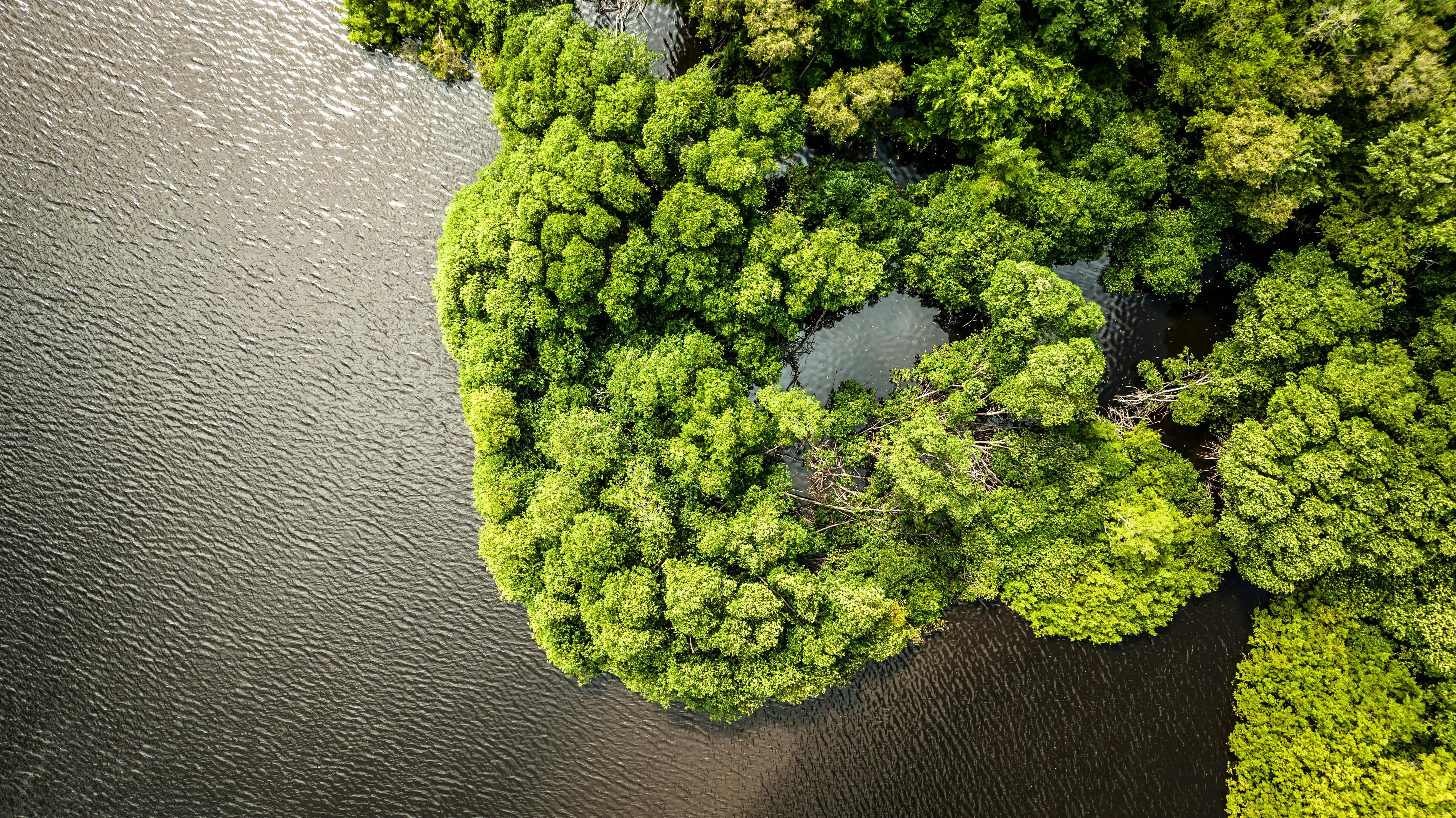 Mangrove_Reforestation_Rate_Study