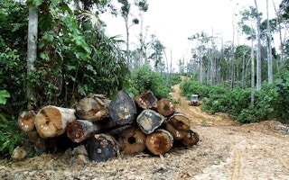 illegal logging in indonesia