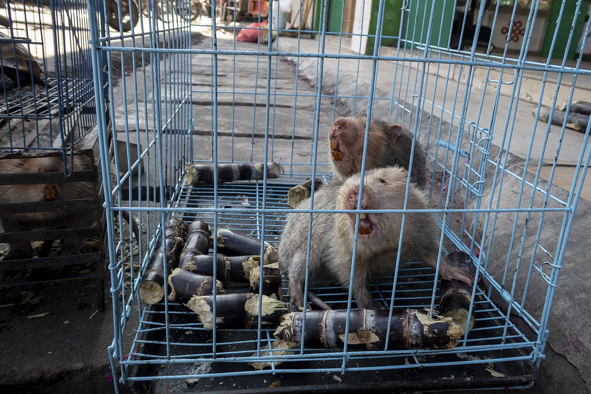 Bamboo rats illegal wildlife trade