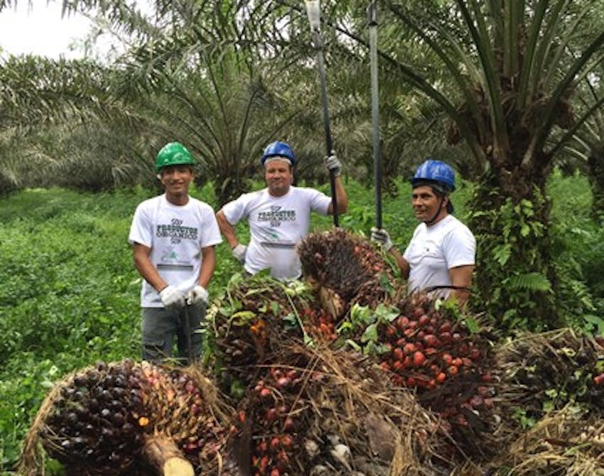 Palm oil farmers working with Natural Habitats