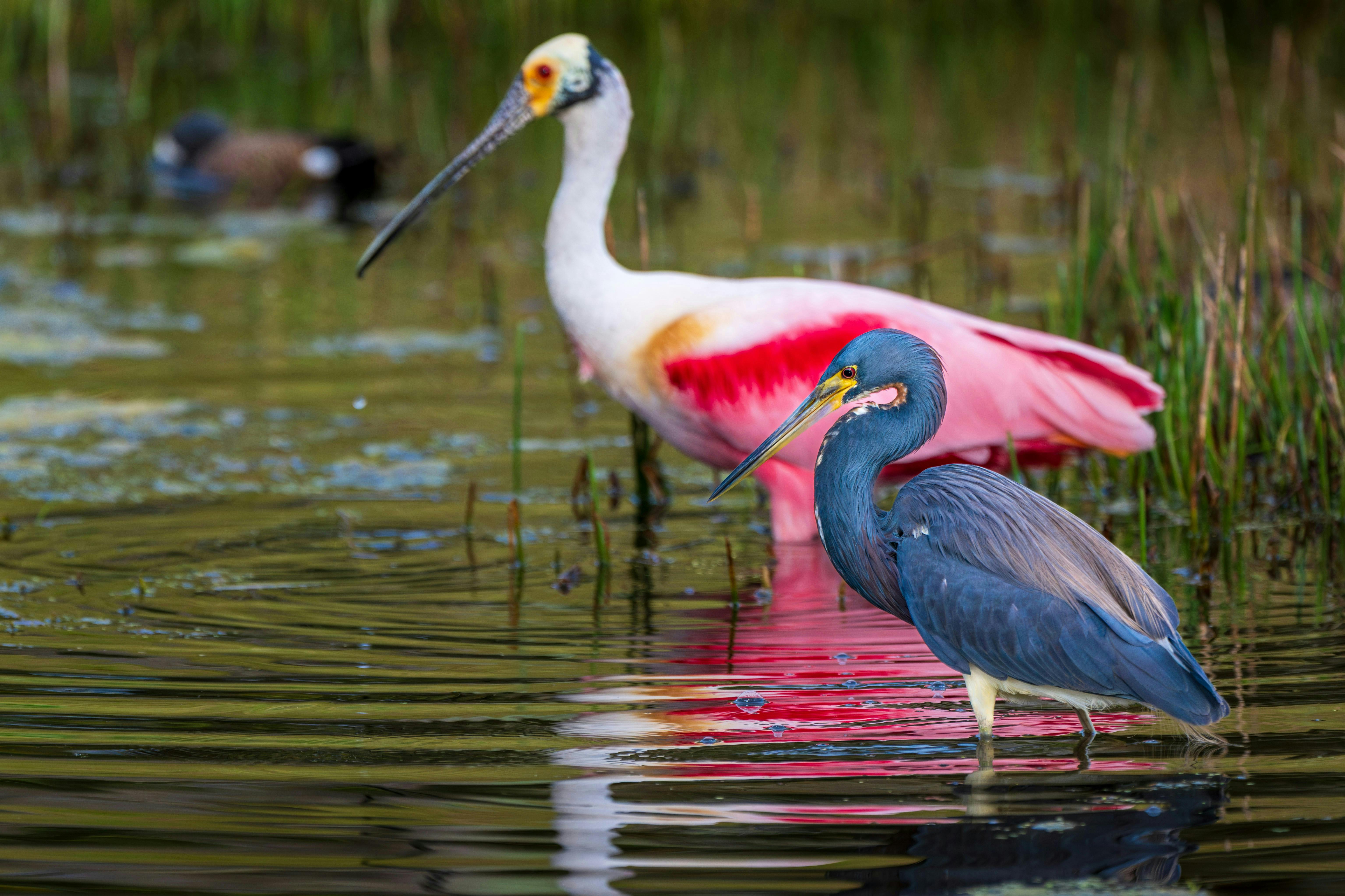 Spoonbill_Conservation_Biodiversity