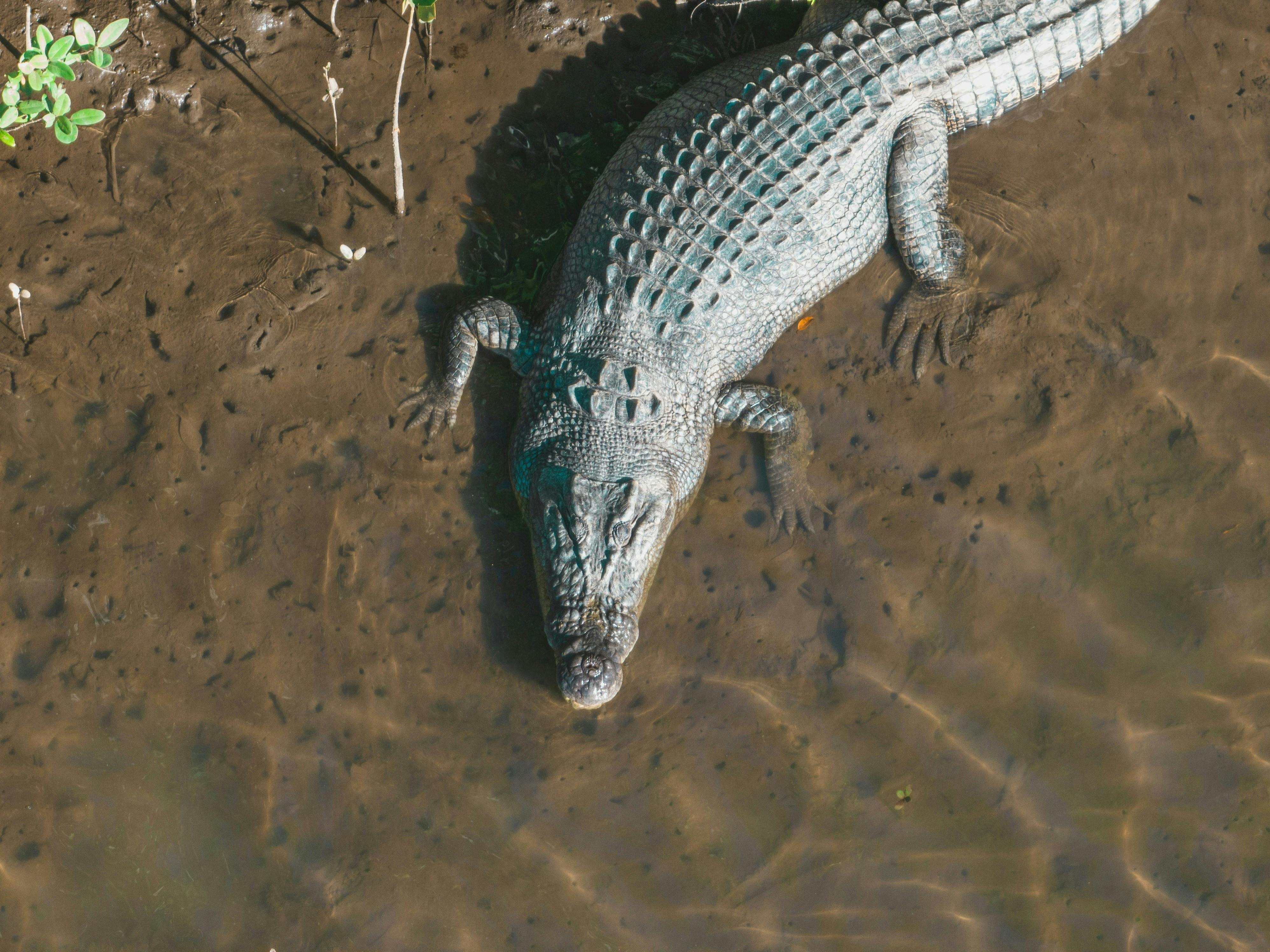 2025_Climate_Rewrote_Wild_Crocodile