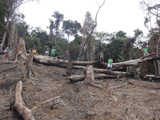 Slash and burn method of farming illegally done by non-Indigenous people Palawan