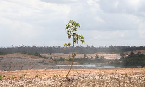 Explainer: Is tree planting as good for the Earth as we believe?