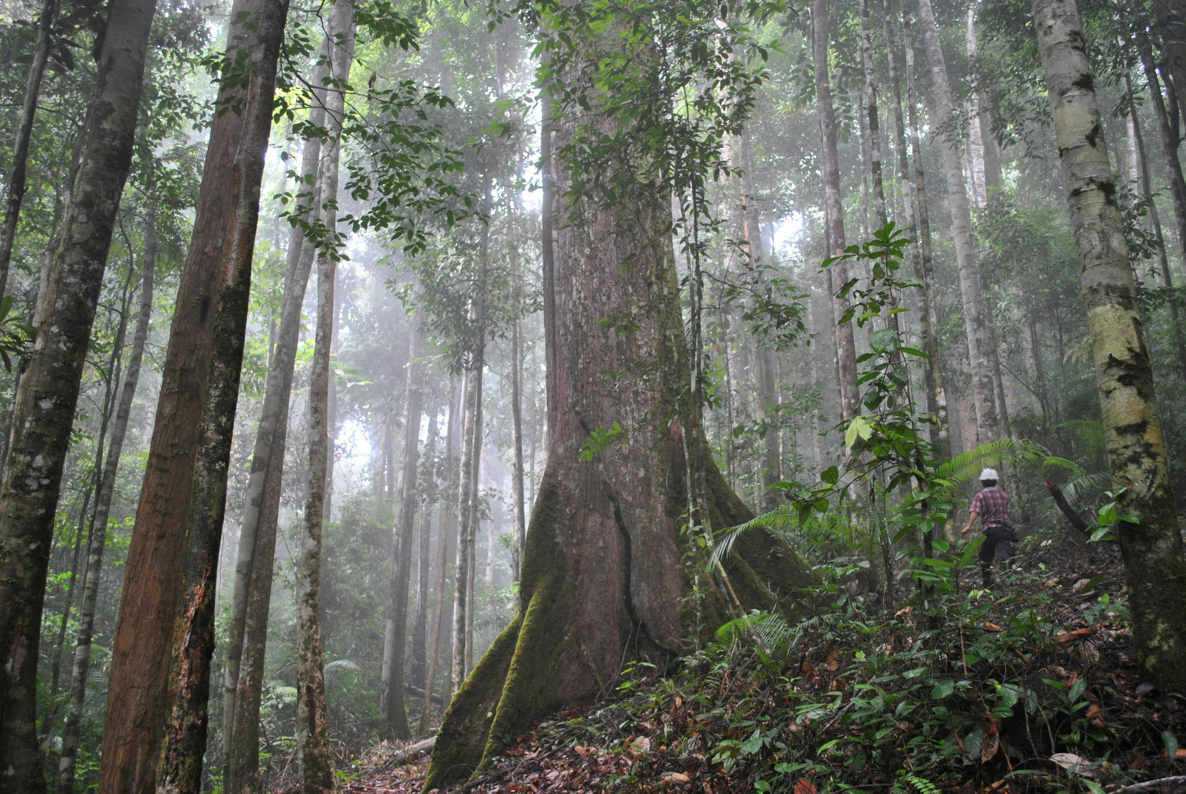 Kalimantan forest