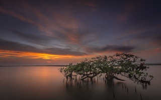 mangroves east java ipcc