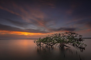 mangroves east java ipcc