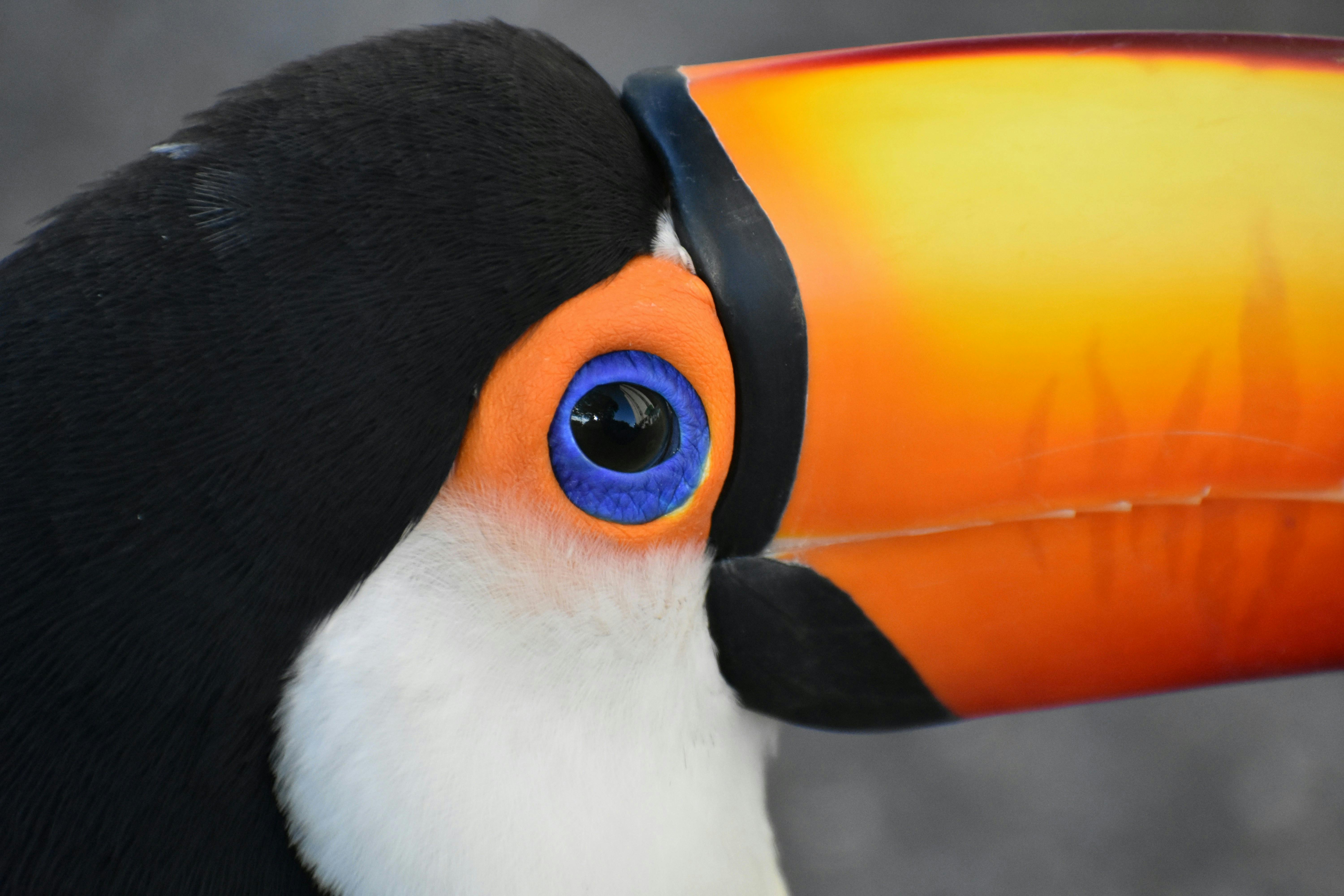 Carbon_Market_COP_Brazil