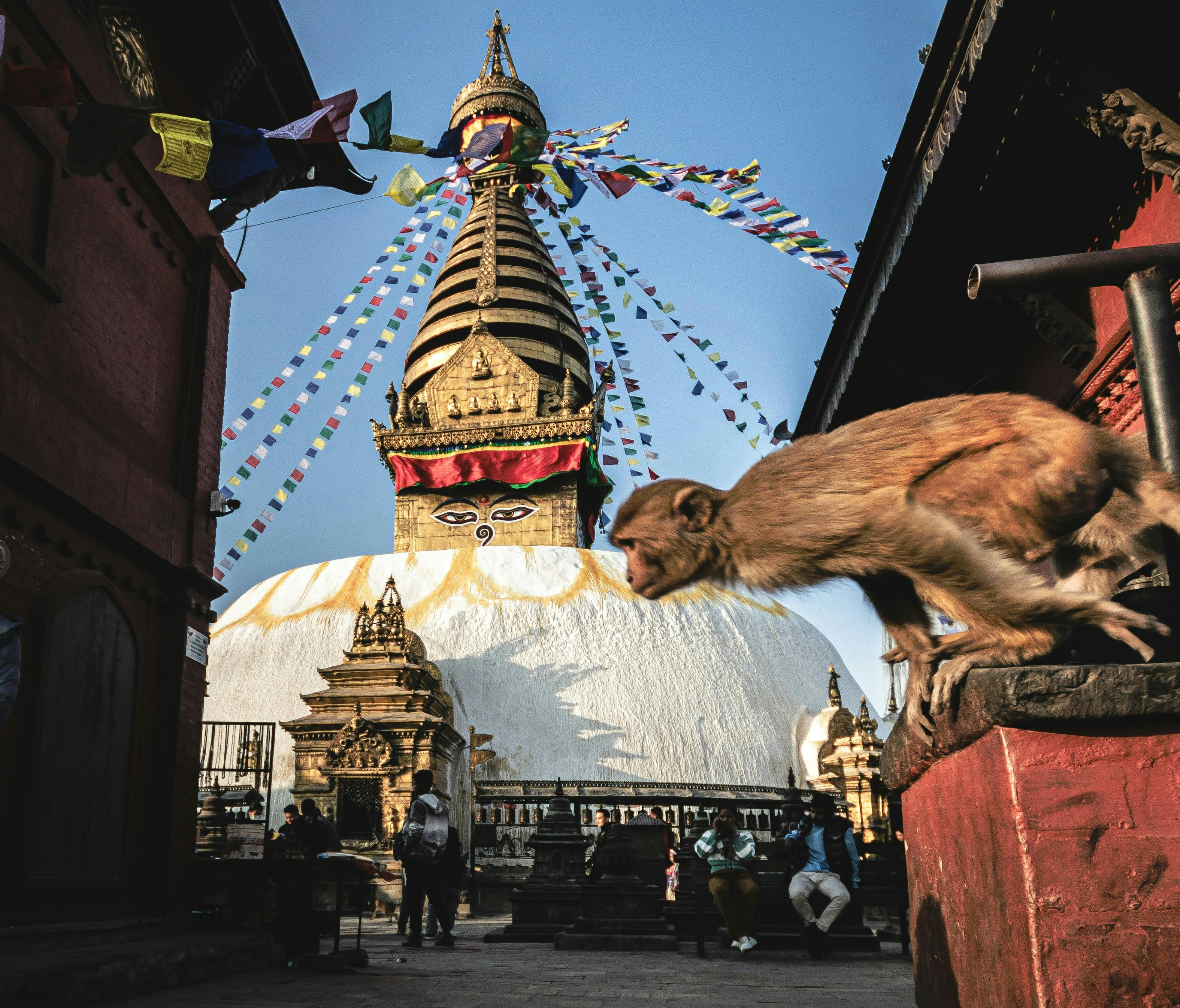 Temple_Monkey_Glacial_Lake_Nepal