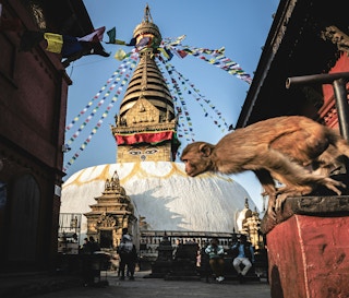 Temple_Monkey_Glacial_Lake_Nepal