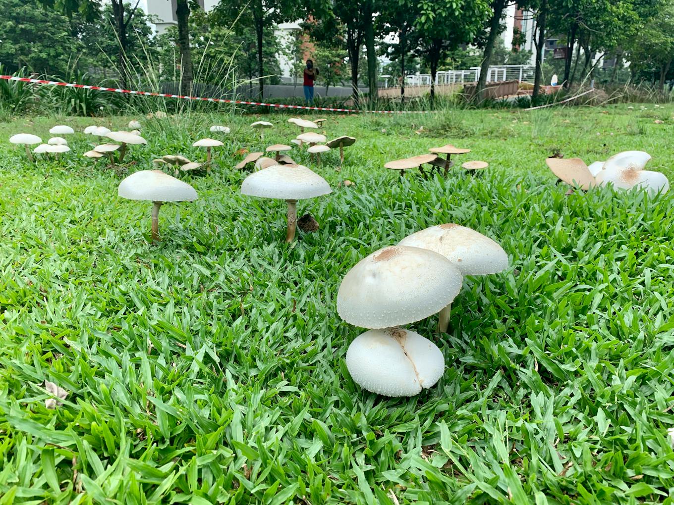 A field of wild mushrooms near Alexandra Canal, Singapore. Image: Robin Hicks/Eco-Business