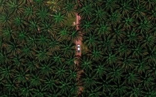 aerial view palm oil trees