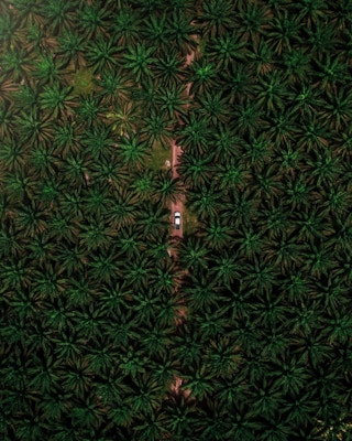 aerial view palm oil trees