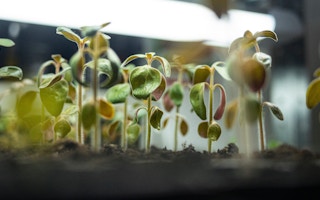 Seedlings_indoor farm_stock