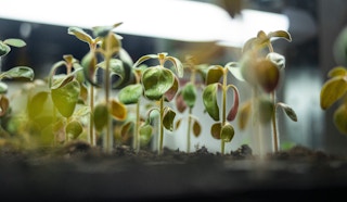 Seedlings_indoor farm_stock
