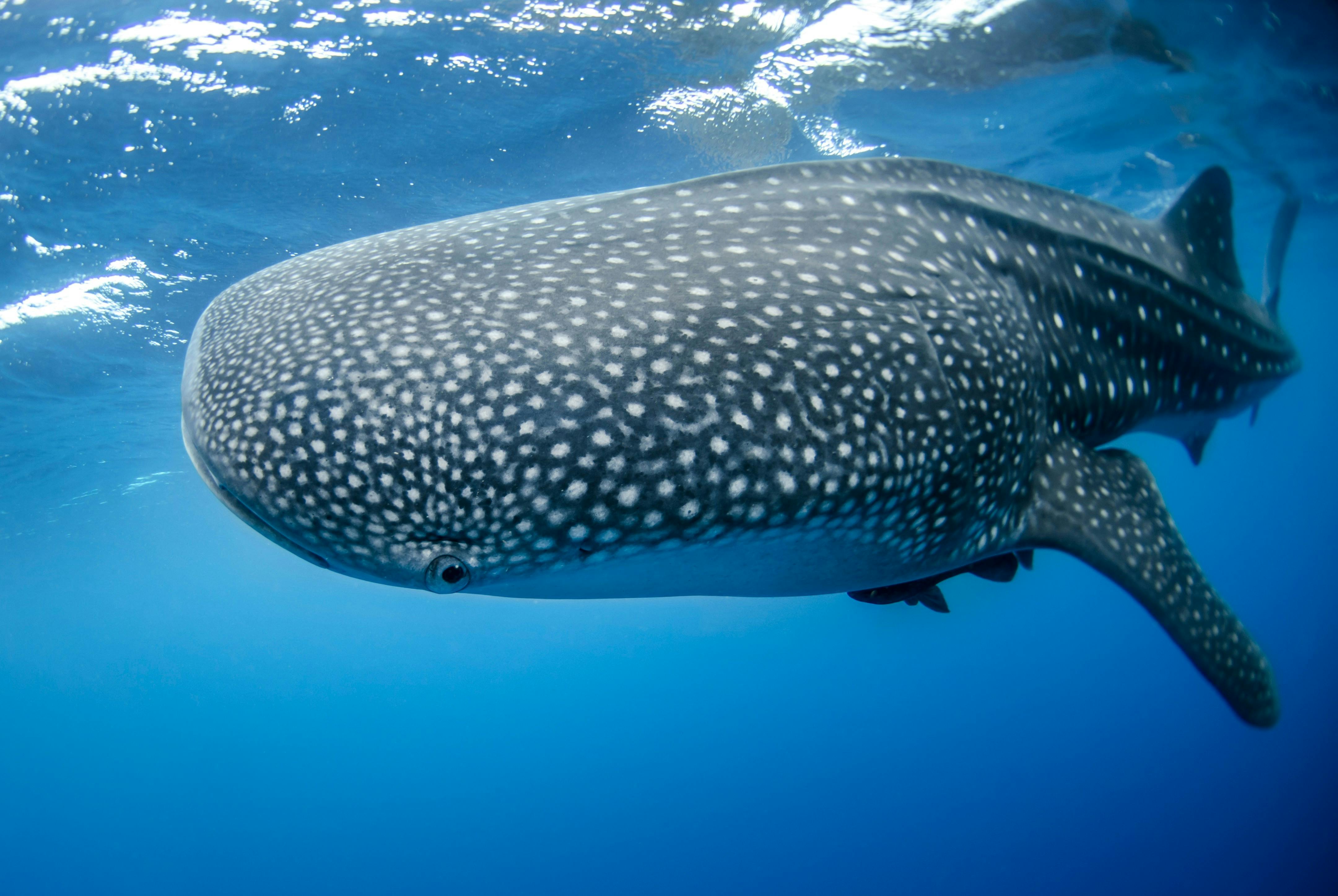 Whale_Shark_Blue_Economy_Oceans
