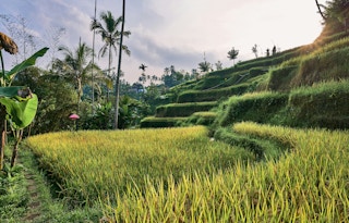 Rice_terrace_Bali