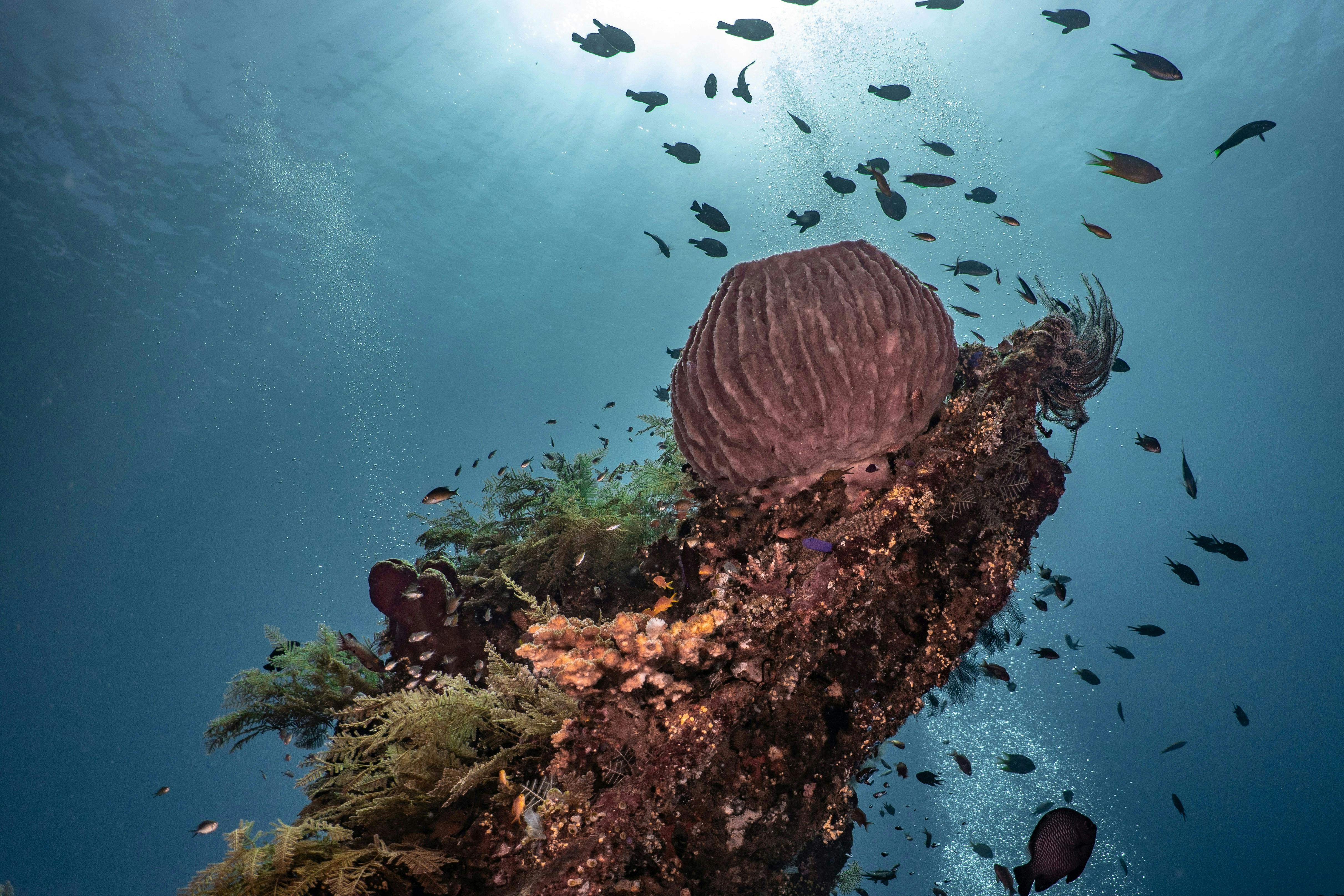 Reef_Restoration_Bali_Fish