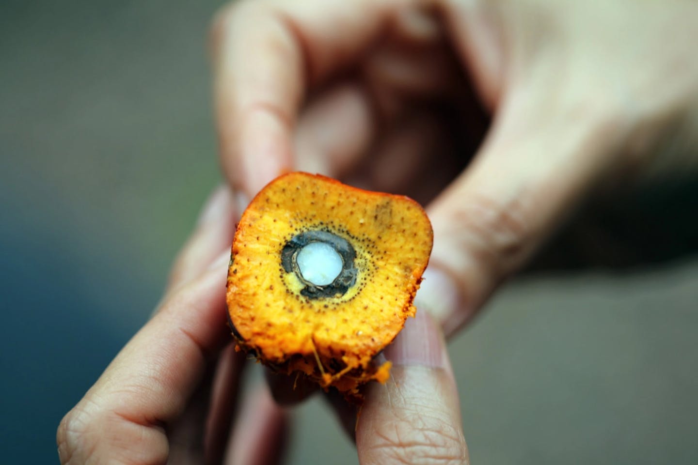 oil palm fruitlet