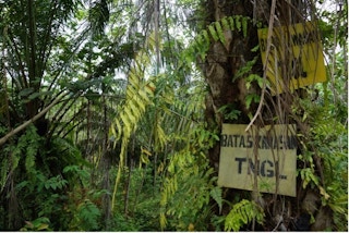 oil palm plantation in Gunung Leuser Indonesia