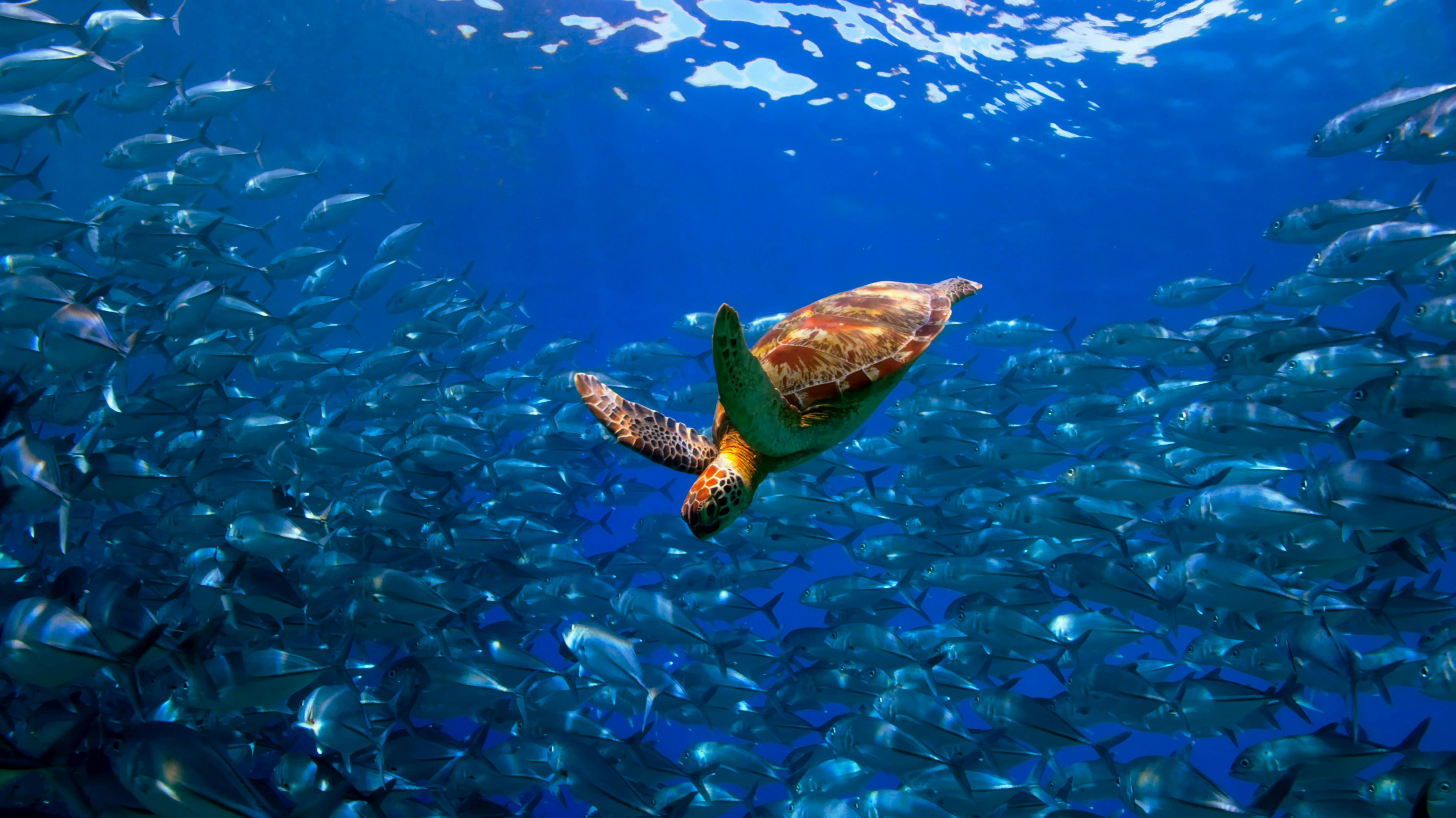 Turtle_Fish_Reef_Cooperation