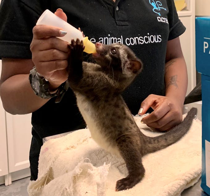An orphaned Asian palm civet at an animal rescue centre