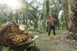 Palm oil worker, Malaysia