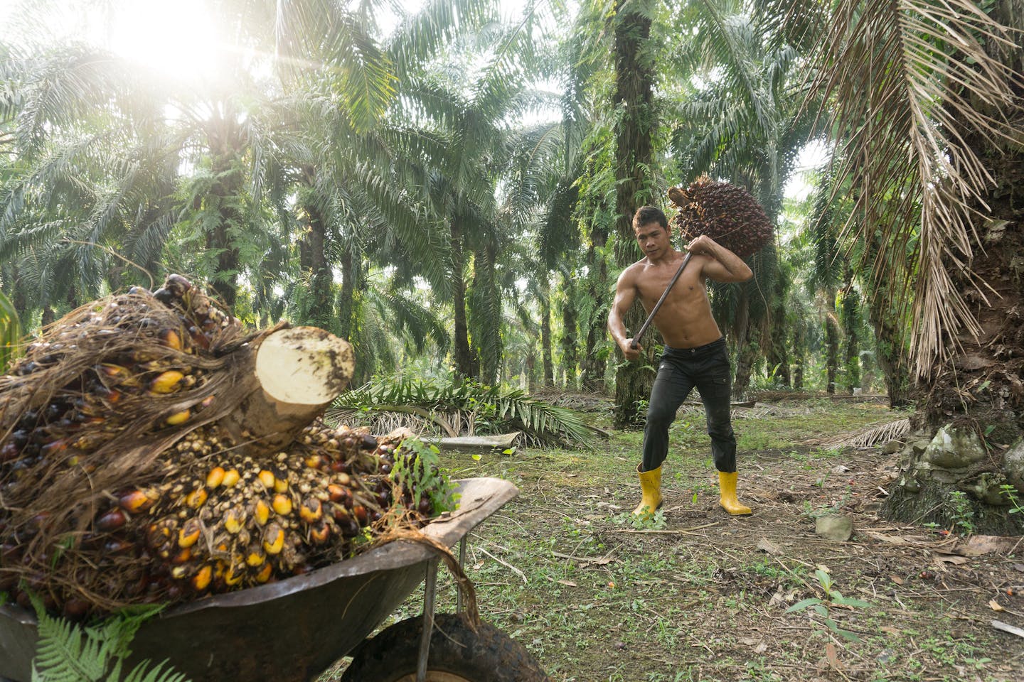 Palm oil worker, Malaysia