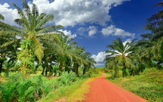 palm oil farm