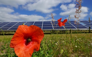Poppy and solar panels