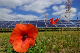 Poppy and solar panels