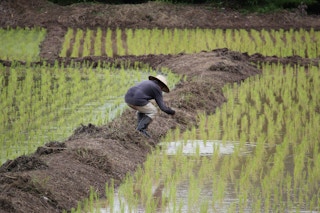 A rice farmer