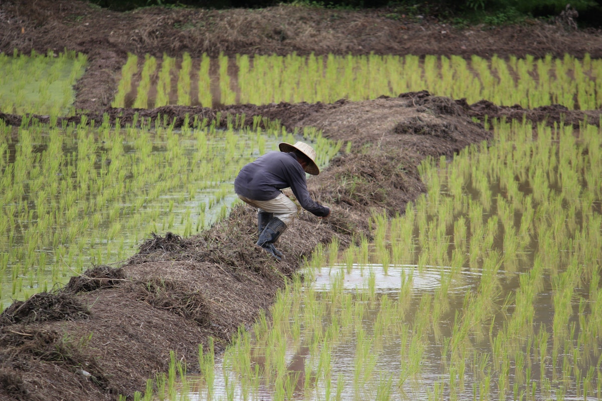 Indonesia S New Rice Cultivation Plan Will Undermine Peatland Restoration Efforts Opinion Eco Business Asia Pacific