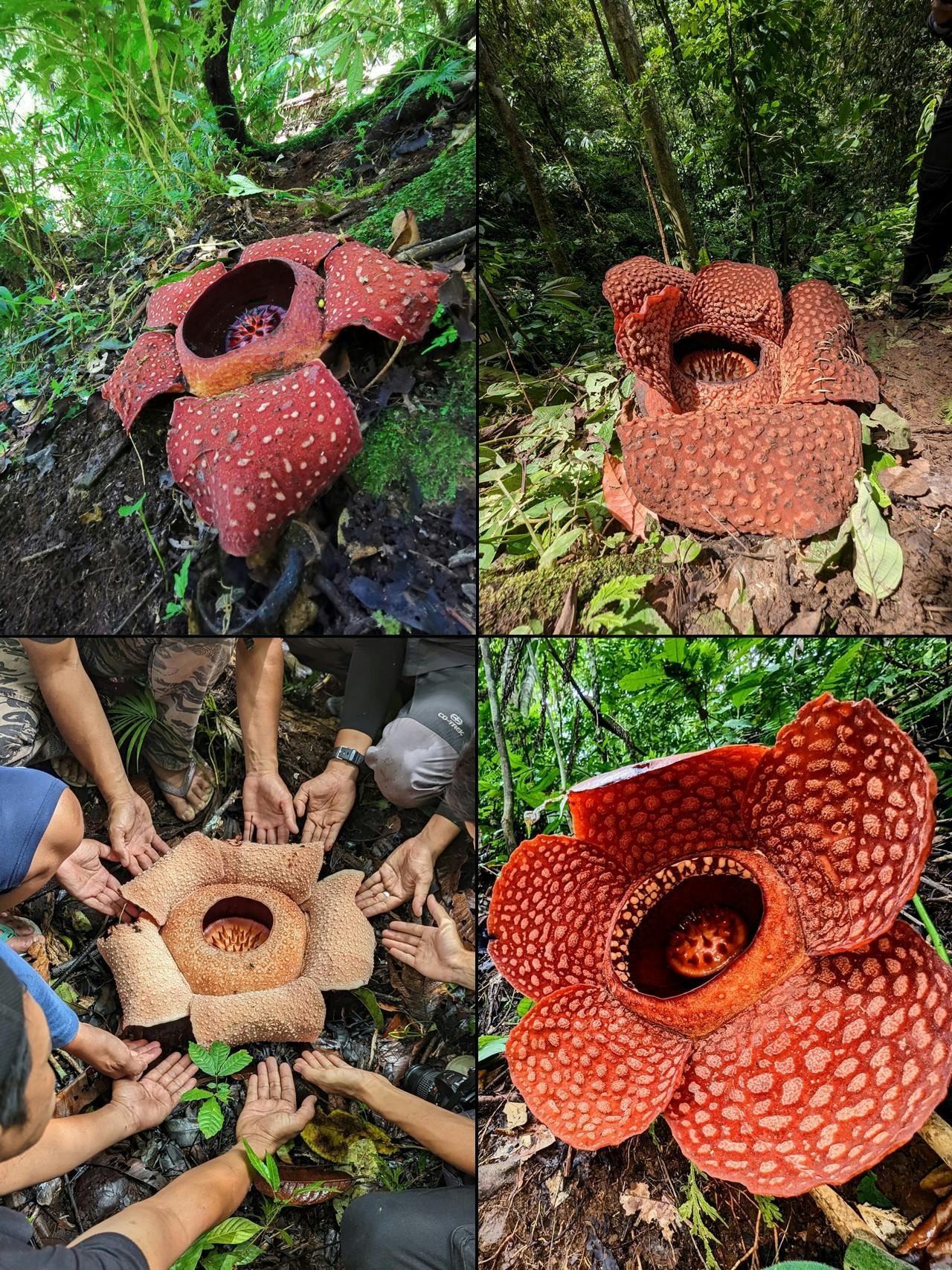 Types of rafflesia